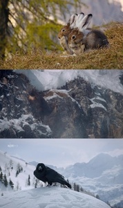 Expeditionen ins Tierreich Die Alpen Winterwelt 2021 GERMAN DOKU 720p HDTV x264-TMSF