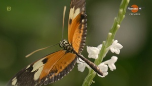Butterflies.Superheroes.Of.Nature.2023.S01.E01.PL.1080i.HDTV.H264-B89.ts_snapshot_16.05.508.jpg