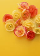 Цветочные и растительные фоны / Background Flowers & Plants MEN93T_t