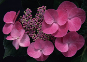 Цветочные и растительные фоны / Background Flowers & Plants MEN95X_t