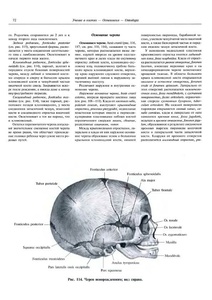 Атлас анатомии человека в 4 томах (2009-2010) PDF