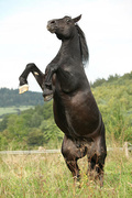 istockphoto-467758199-612x612.jpg