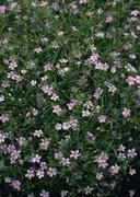 Цветочные и растительные фоны / Background Flowers & Plants MEN96Q_t