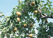 Урожай фруктов / Abundant Harvest of Fruit MEH2SR_t