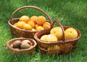Урожай фруктов / Abundant Harvest of Fruit MEH2JV_t