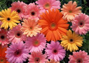 Цветочные и растительные фоны / Background Flowers & Plants MEN928_t