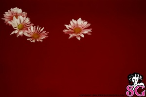 Permanent Link to 2005 01 24 – Visha – Beautify