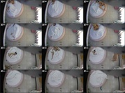 [Image: ME17WQES_t.jpg]