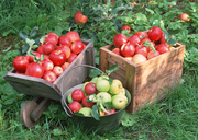 Урожай фруктов / Abundant Harvest of Fruit MEH2ML_t