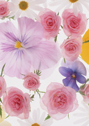 Цветочные и растительные фоны / Background Flowers & Plants MEN90Y_t
