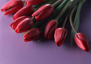 Цветочные и растительные фоны / Background Flowers & Plants MEN95J_t