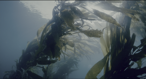 Movie cover image